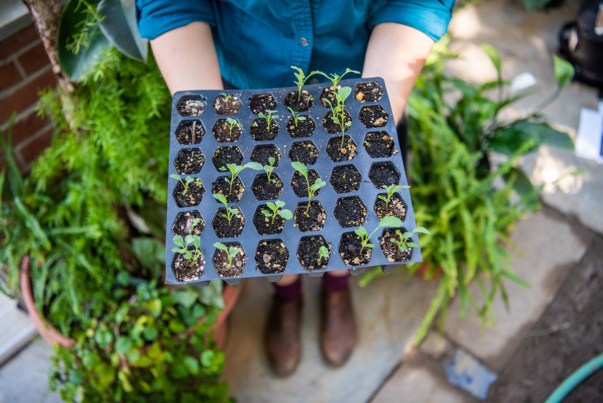 laura holding seedlings